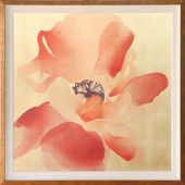 Himalayan Poppy 1  41.25W x 41.25H