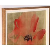 Himalayan Poppy 1  41.25W x 41.25H