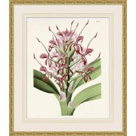 Tropical Floral Study 1 25.5W X 29.5H