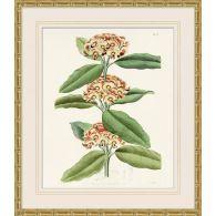Tropical Floral Study 2 25.5W X 29.5H