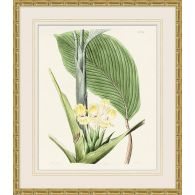 Tropical Floral Study 3 25.5W X 29.5H