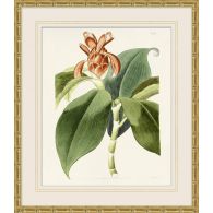 Tropical Floral Study 4 25.5W X 29.5H