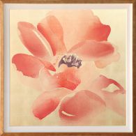 Himalayan Poppy 2 41.25W x 41.25H