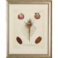 Antique Knorr Shells I 25W x 31H
