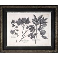 Vintage Folia VI 22W x 18H