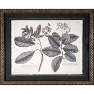 Vintage Folia IV 22W x 18H