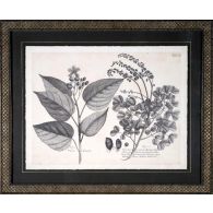 Vintage Folia III 22W x 18H