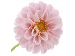 Pink Floral II 24W x 24H