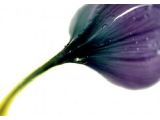 Purple Floral III 24W x 36H