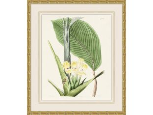 Tropical Floral Study 3 25.5W X 29.5H