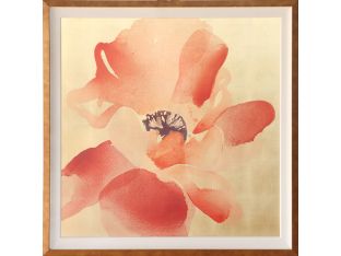 Himalayan Poppy 1  41.25W x 41.25H