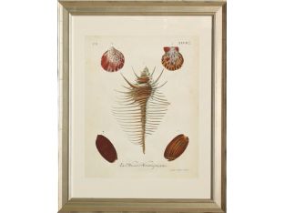 Antique Knorr Shells I 25W x 31H